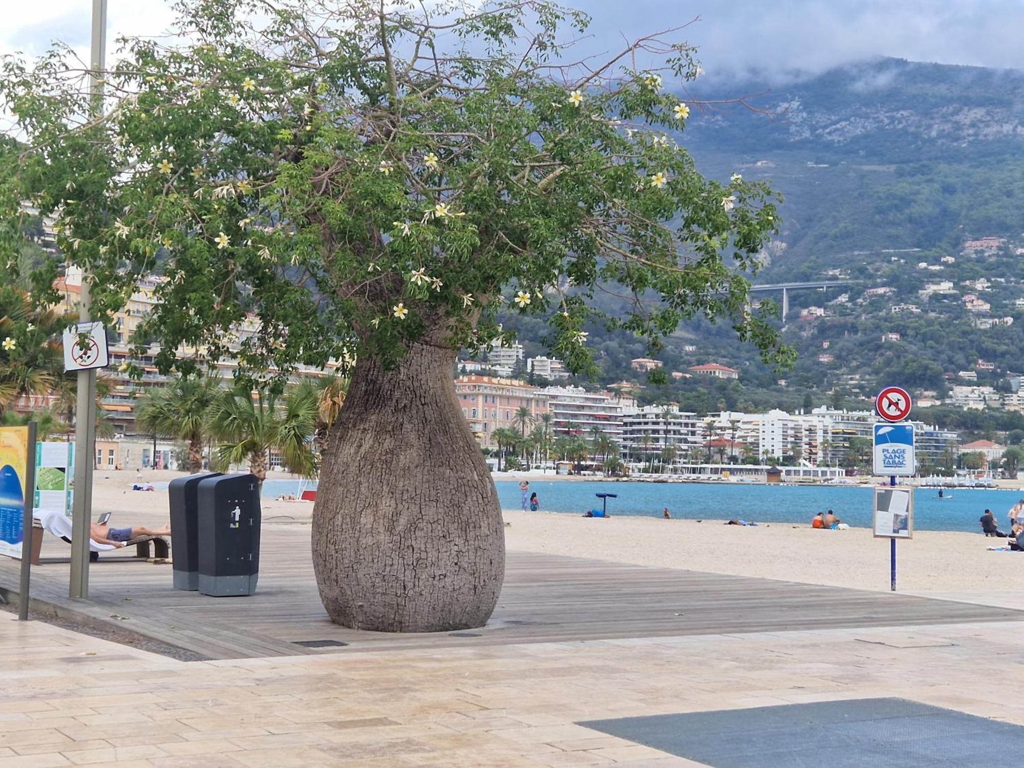 Le 182 Promenade Du Soleil Leilighet Menton Eksteriør bilde
